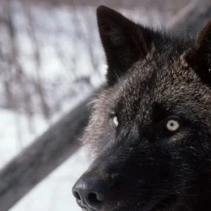Abstract Wolf