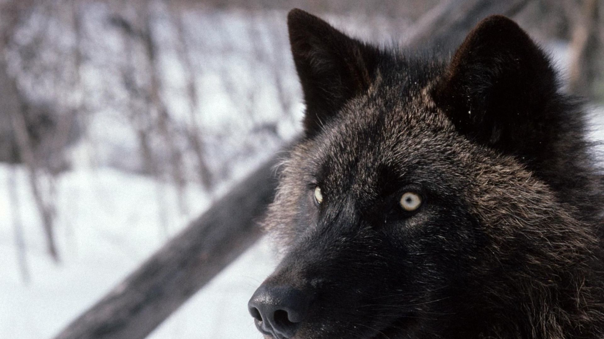 Black Wolf wallpapers
