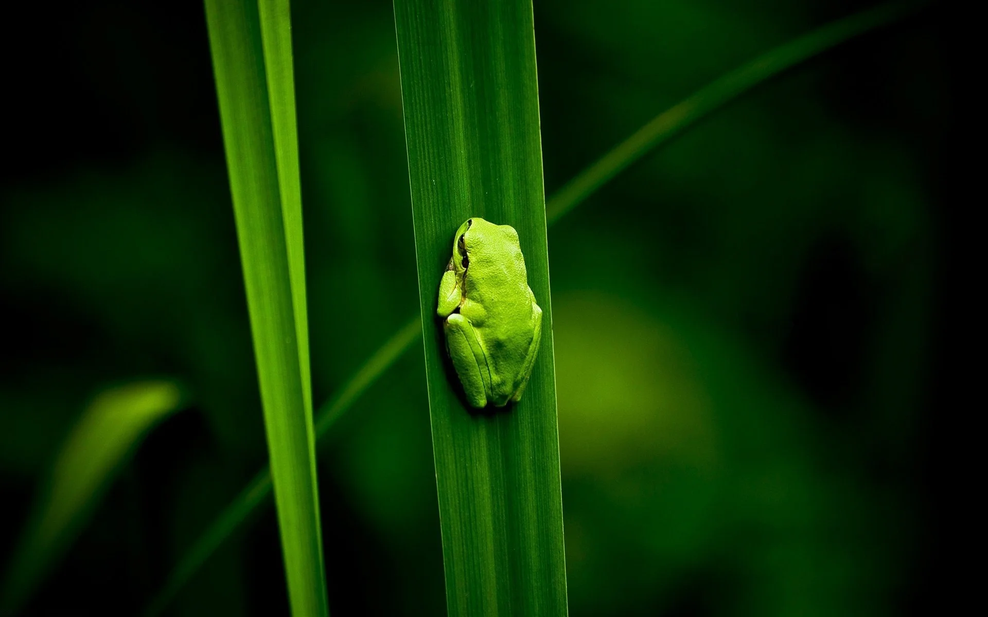 Frogs images Frog Wallpaper! HD wallpaper and background photos 1280Ã800 Frog  Wallpaper (