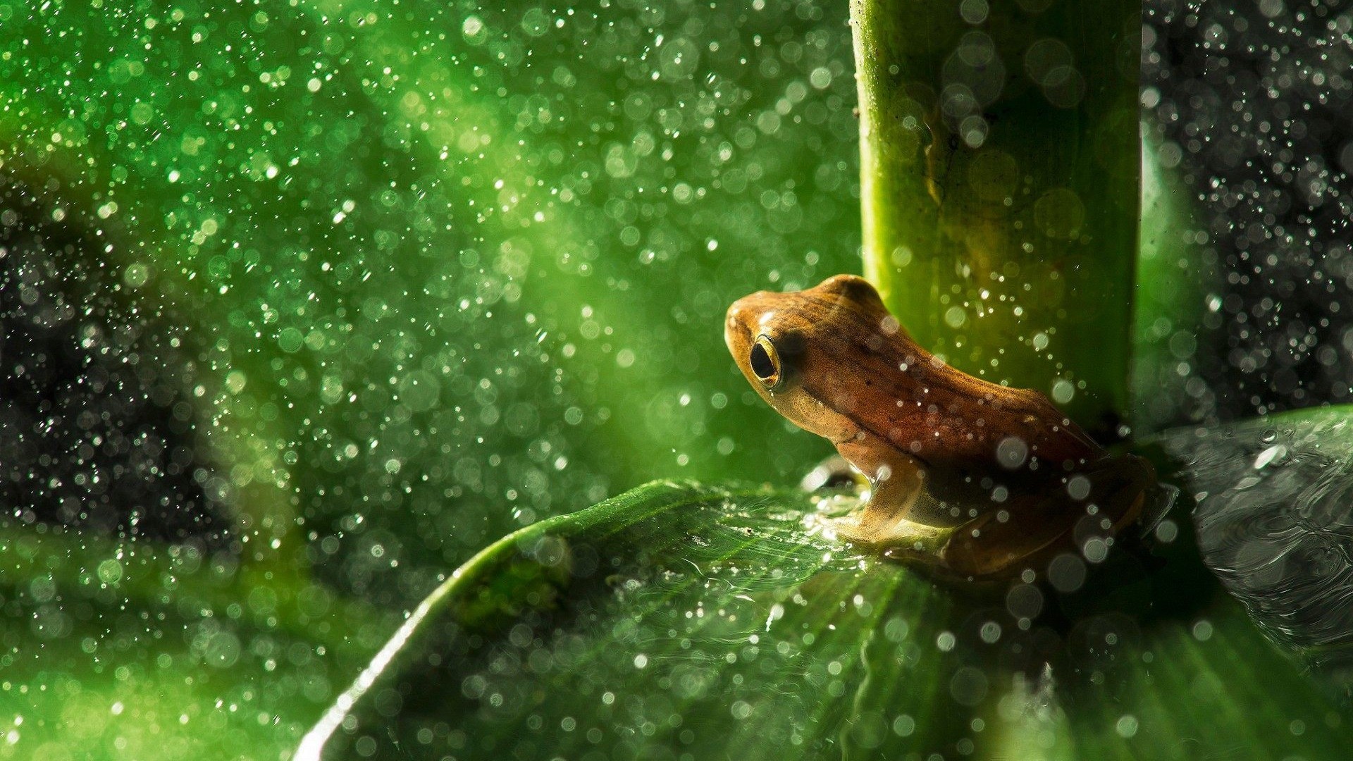 Frog in the Swamp Light Green Wallpaper  Frog Wallpaper iPhone
