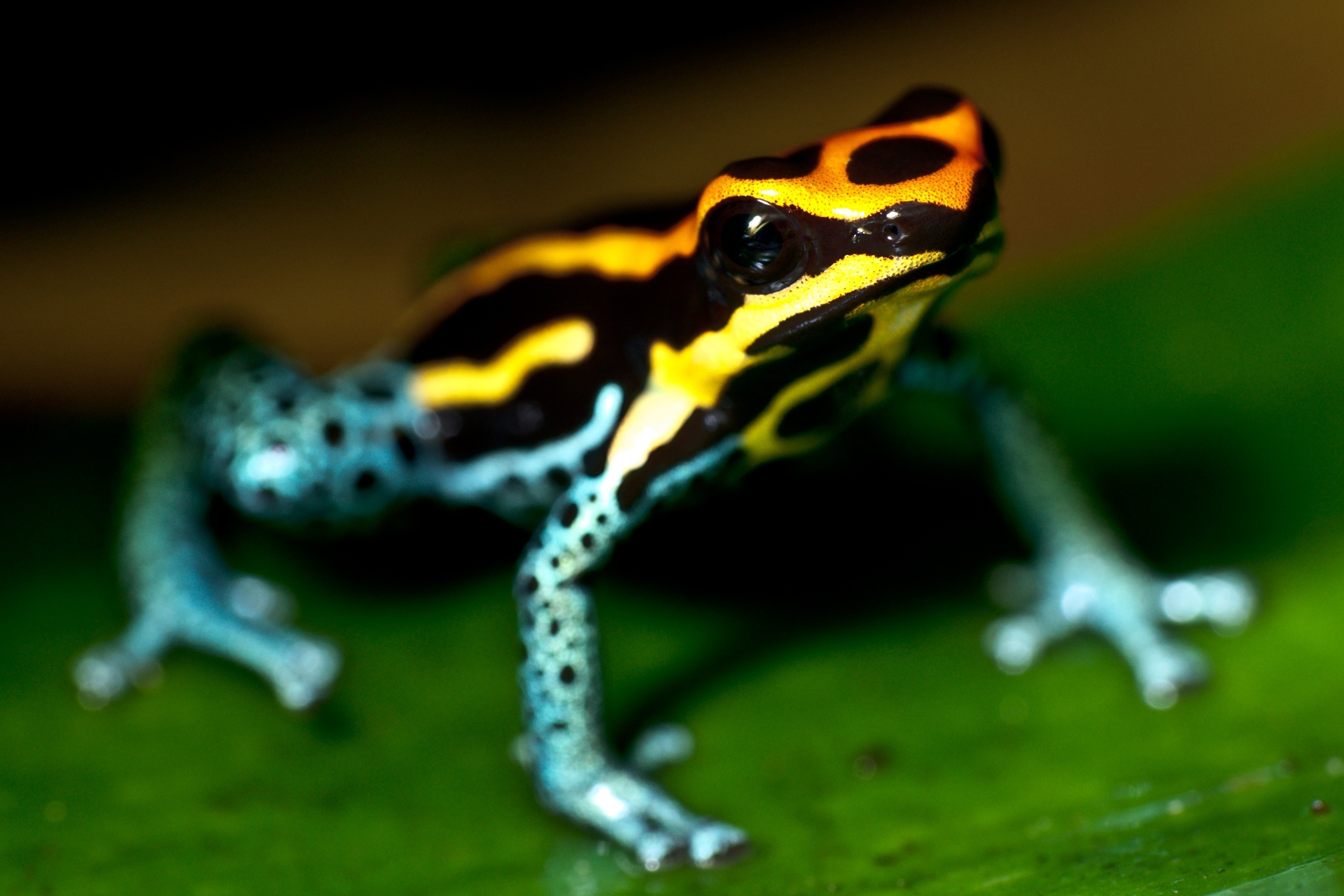 Explore More Wallpapers in the Poison dart frog Subcategory