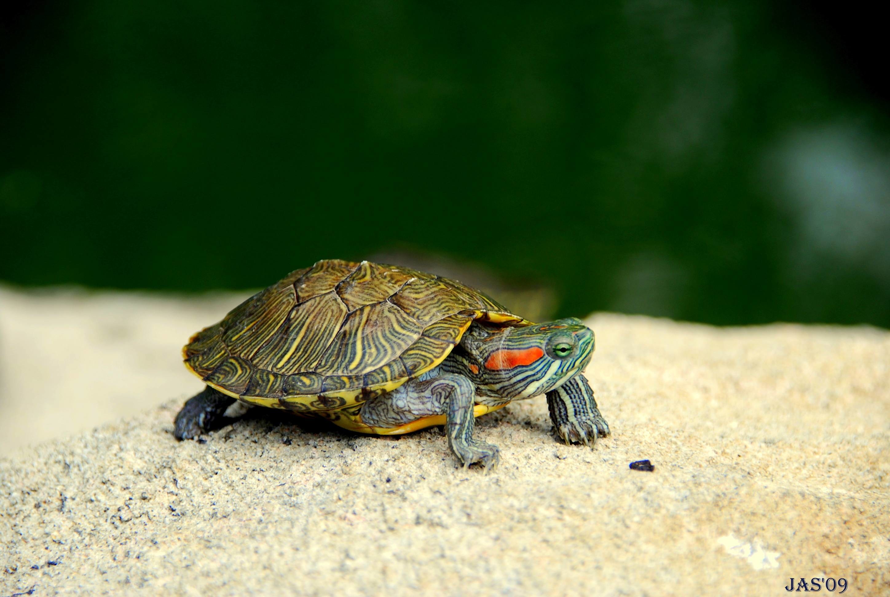 187 Turtle Wallpapers | Turtle Backgrounds Page 5
