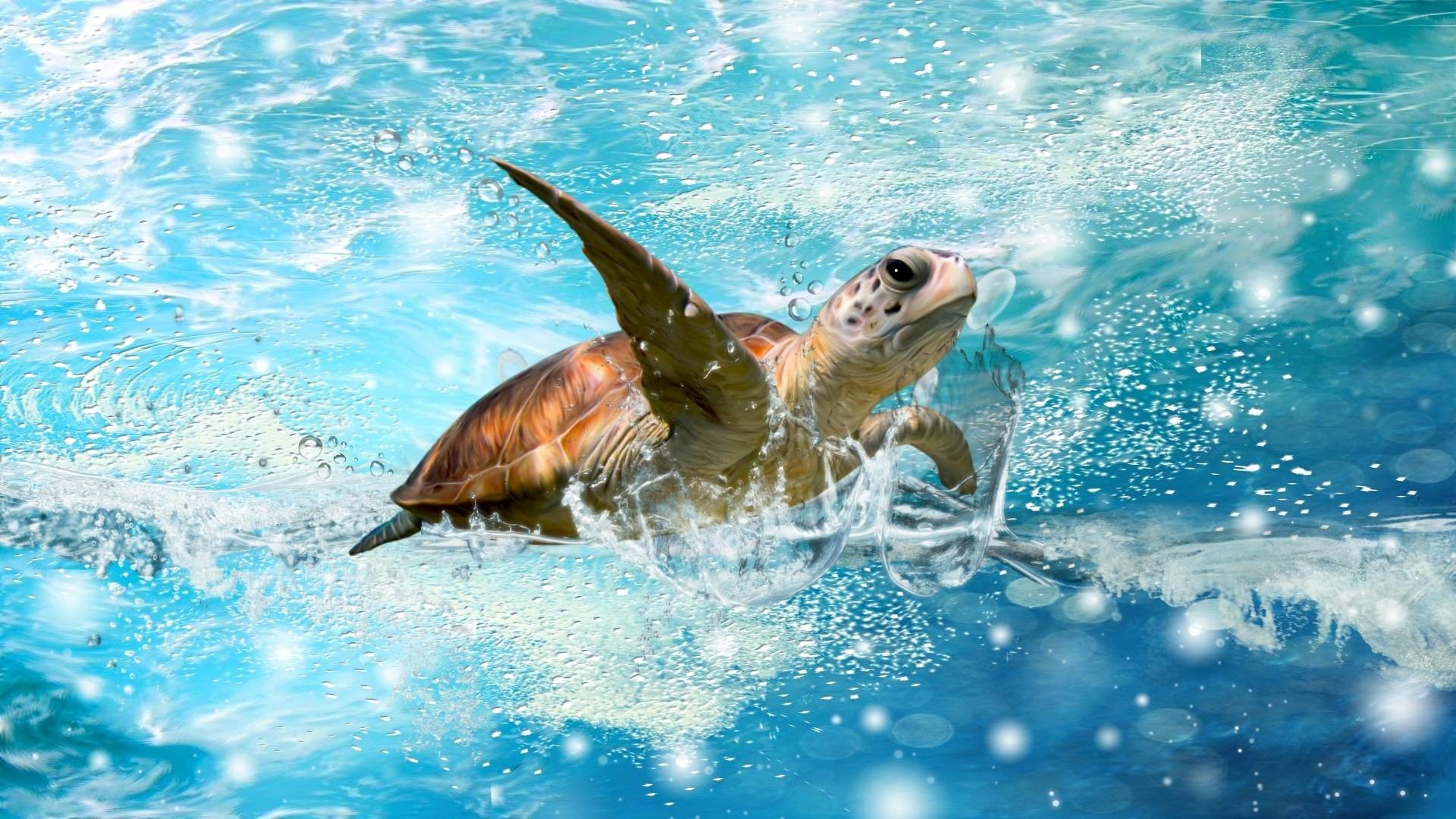 Turtle images