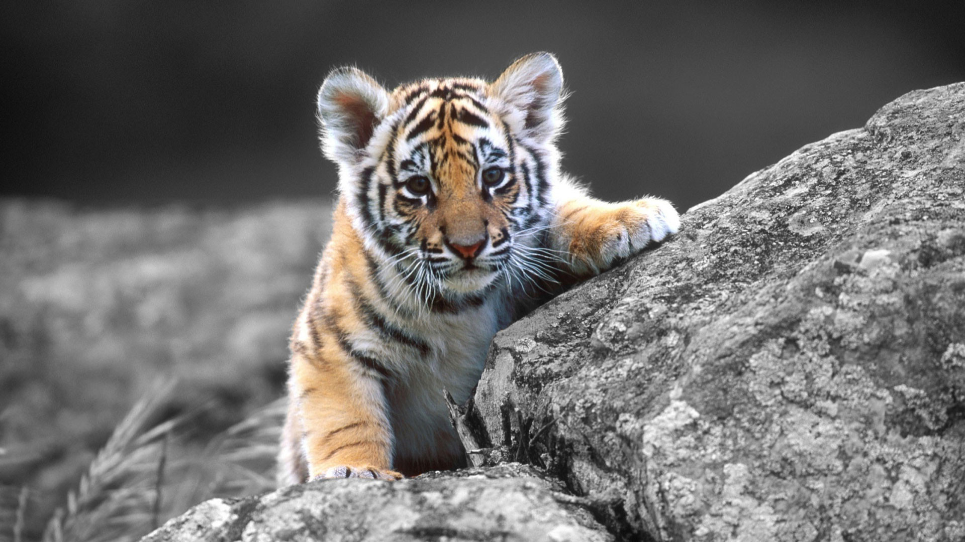 Animal Tiger HD Wallpaper by zelko