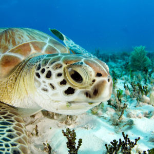 Baby Turtle