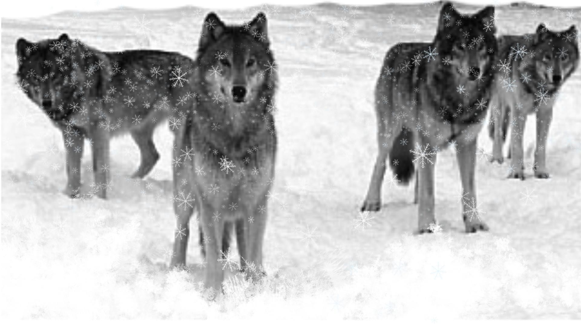 Wolves Winter