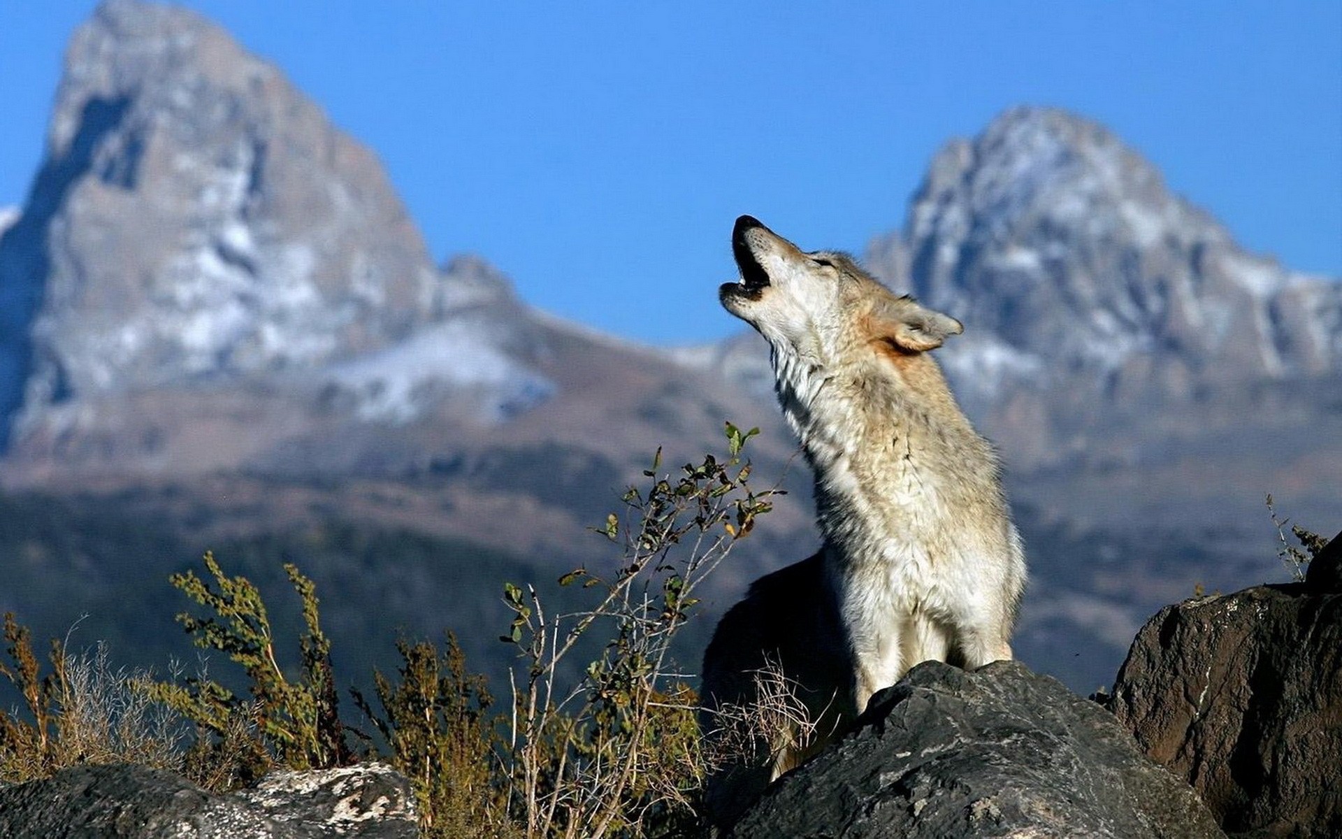 Types of Wolves and the Amazing Facts You Need to Know About Them