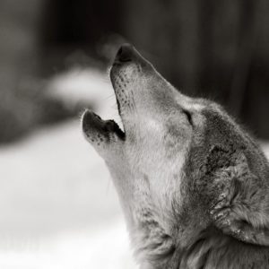 Pack of Wolves