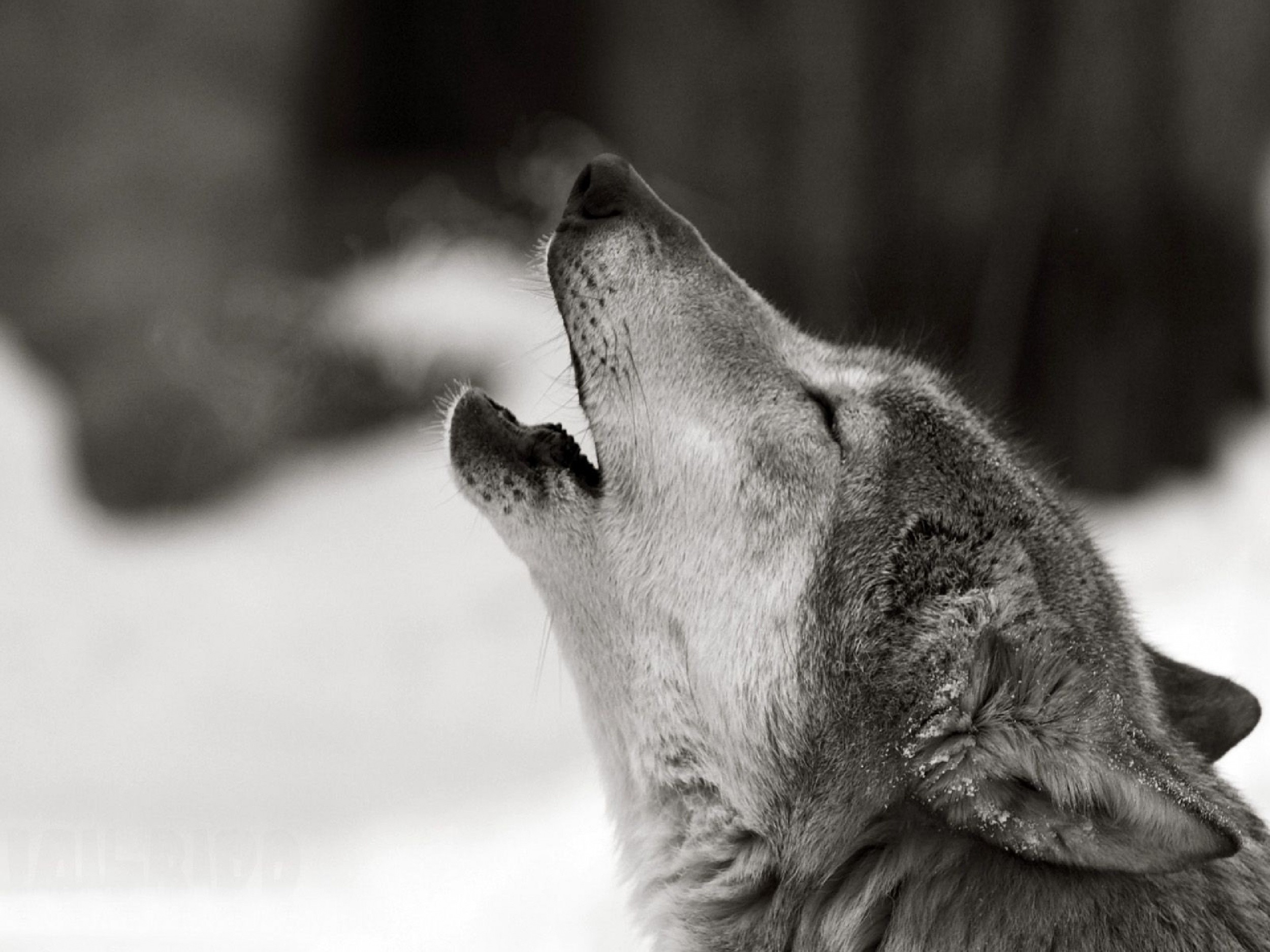 Free photos of wolves