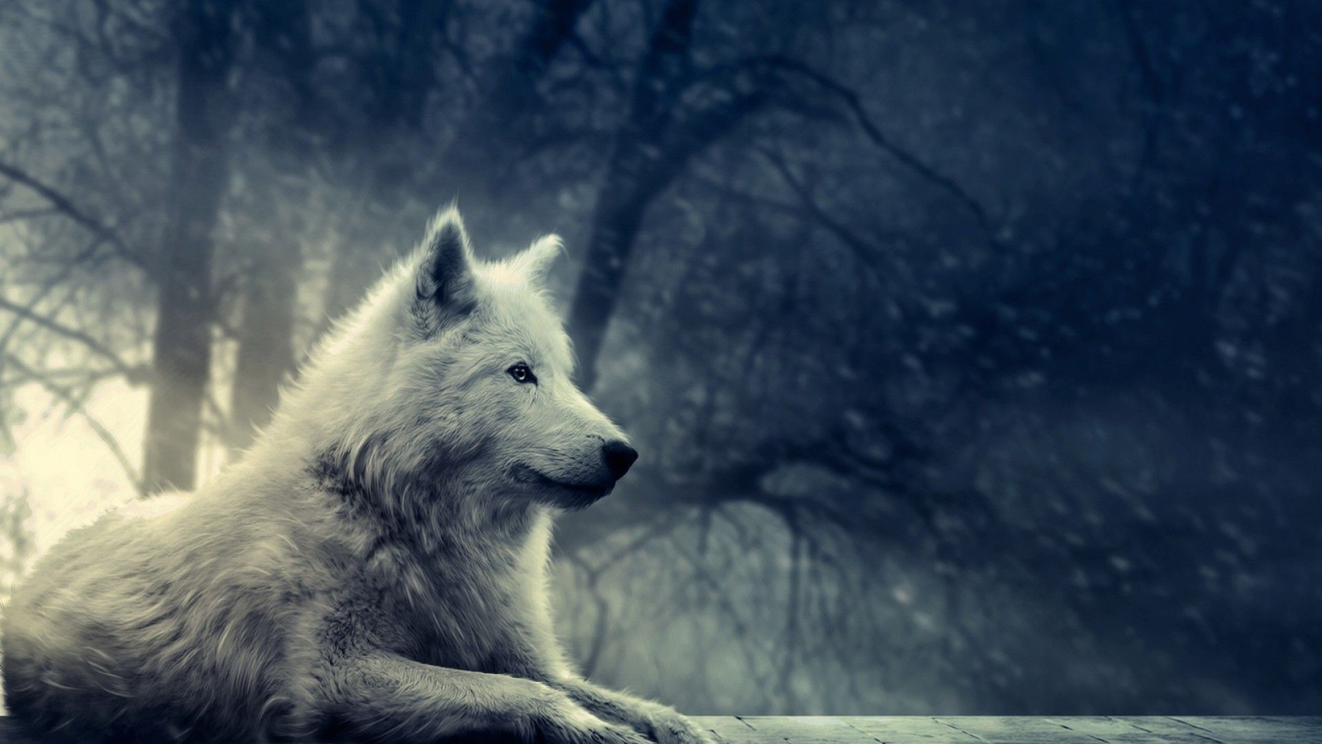 Wallpapers For > White Wolf Wallpaper Hd