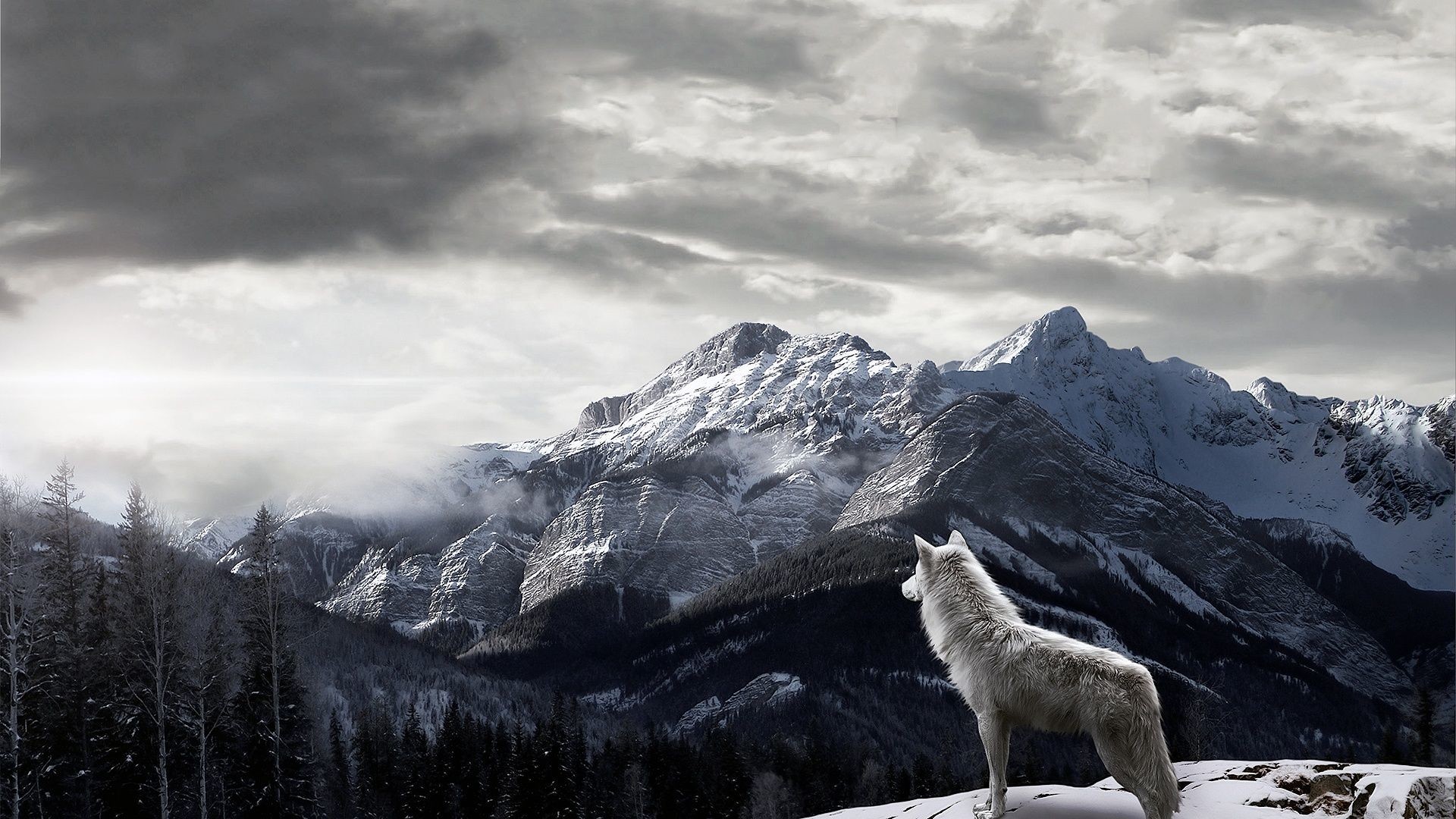 Wolf HD Wallpapers Backgrounds Wallpaper