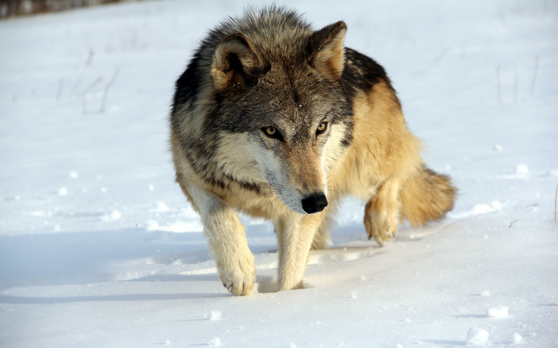 back to Wolf Facts and Information | Wolf Wallpapers HD Next Image .