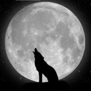 Wolves Screensavers and Wallpaper