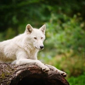 Wolves Screensavers and Wallpaper