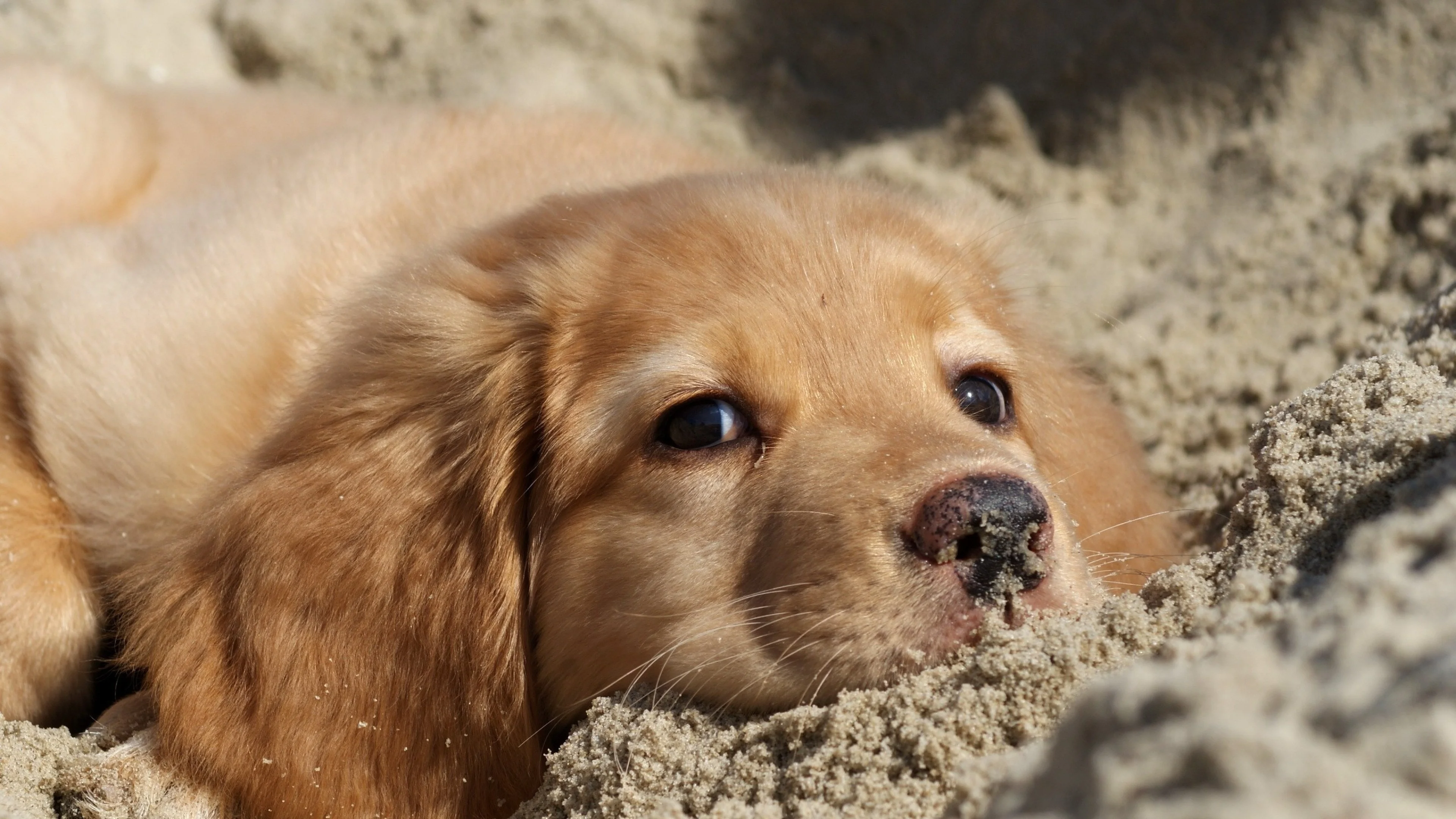 Wallpaper dog, labrador, puppy, sand, face
