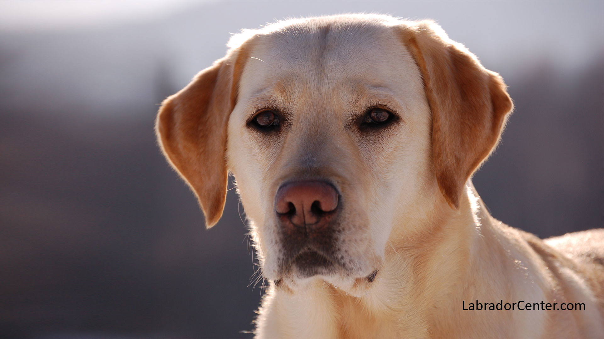 Yellow Labrador with Grey Background