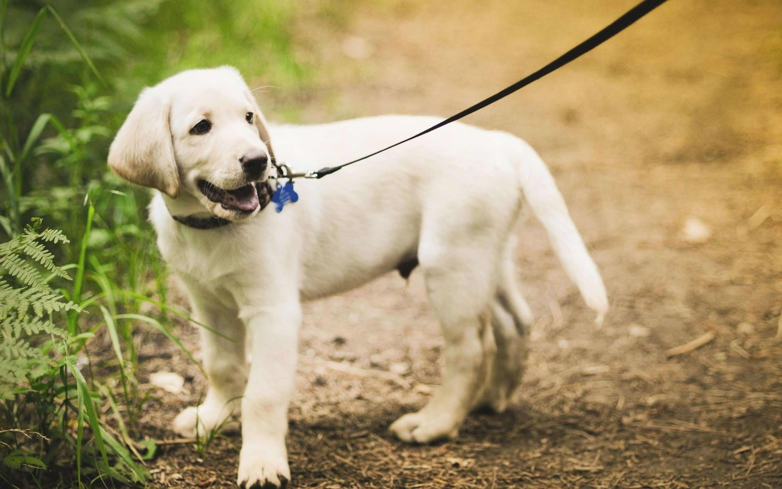 Labrador Retriever – My Doggy Rocks