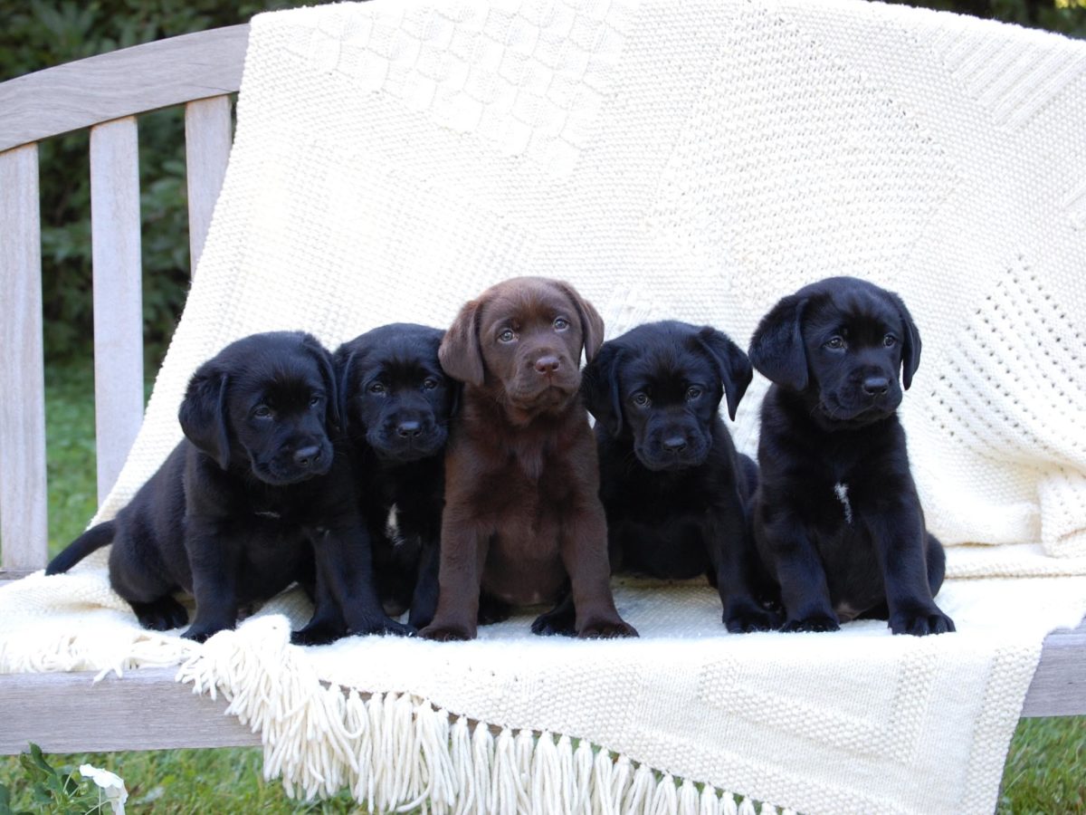 Chocolate and Black Lab Puppies