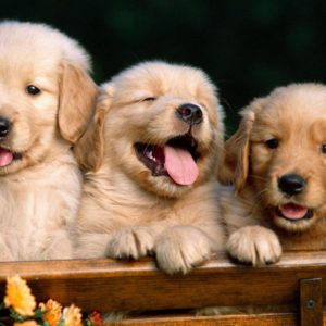 Puppy Desktop