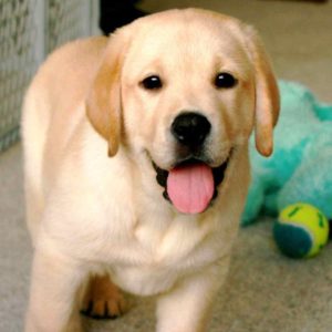Puppy Desktop