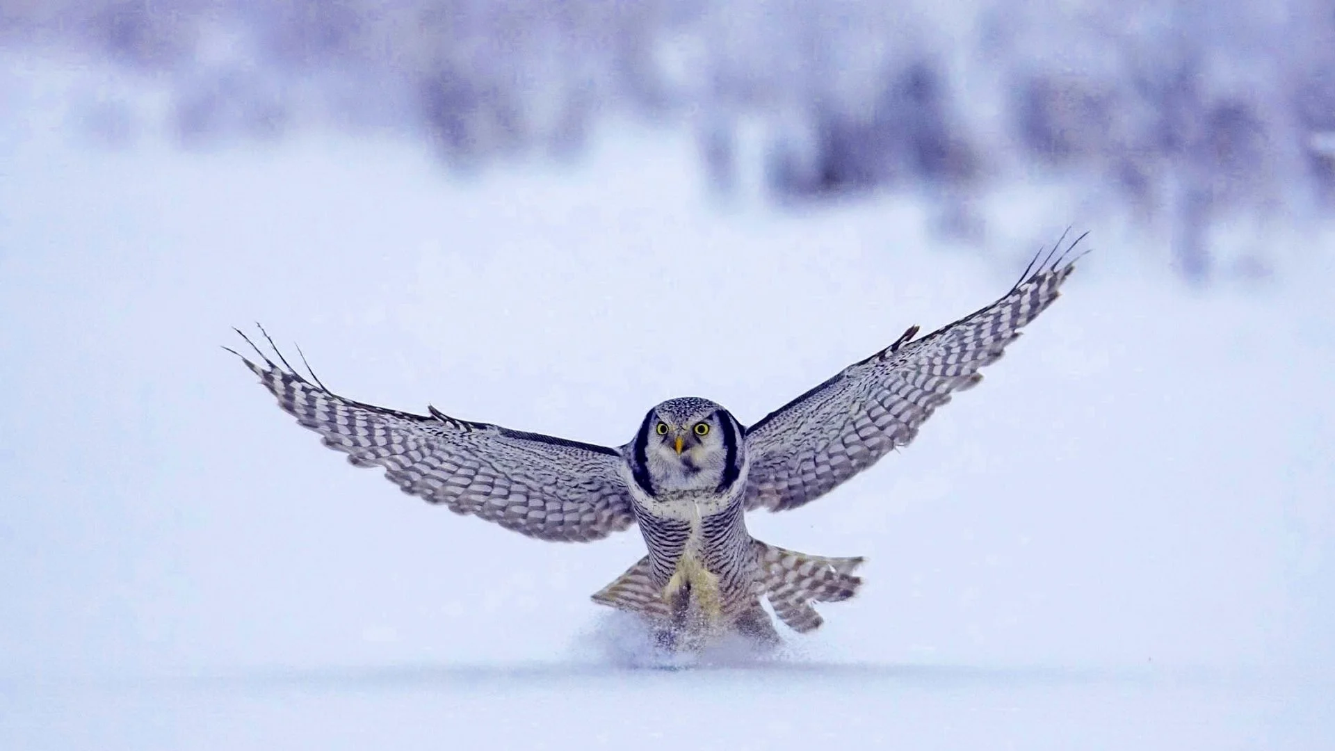 Animal – Snowy Owl Wallpaper