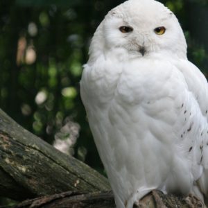 Snowy Owl Wallpaper HD