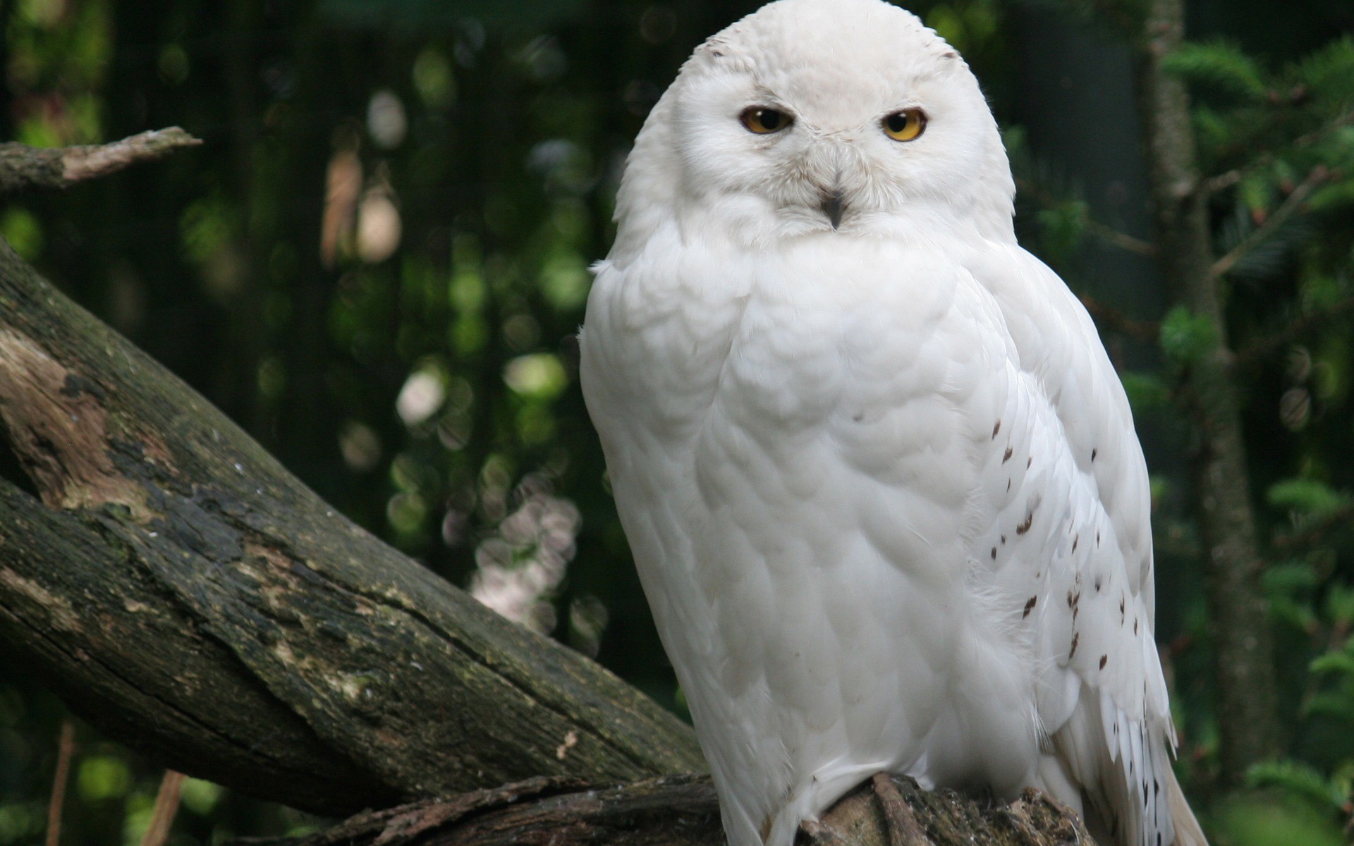 Owls, Snowy Owl, Download Free Snowy Owl Wallpaper, Owl Wallpaper