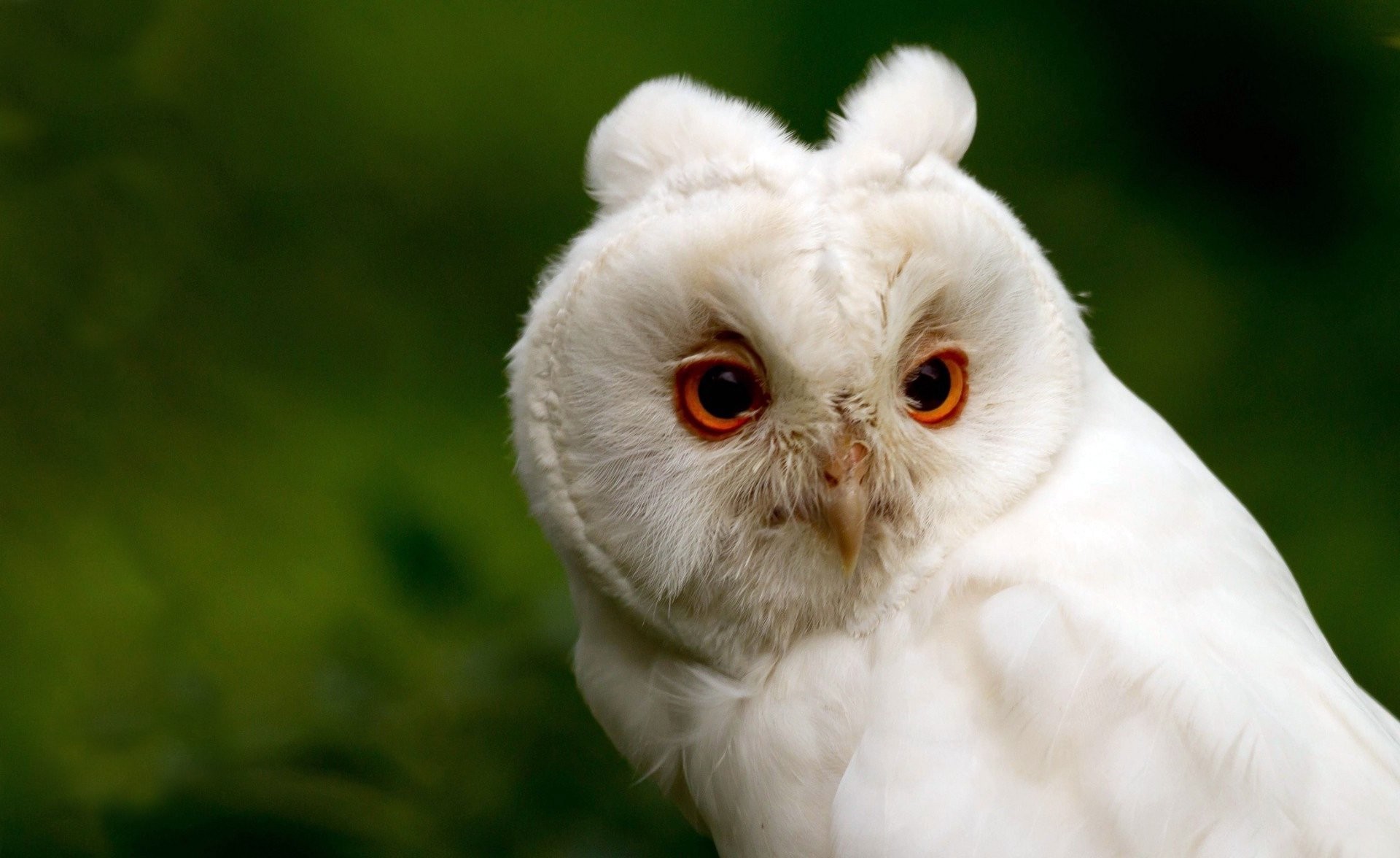 Animal – Snowy Owl Wallpaper
