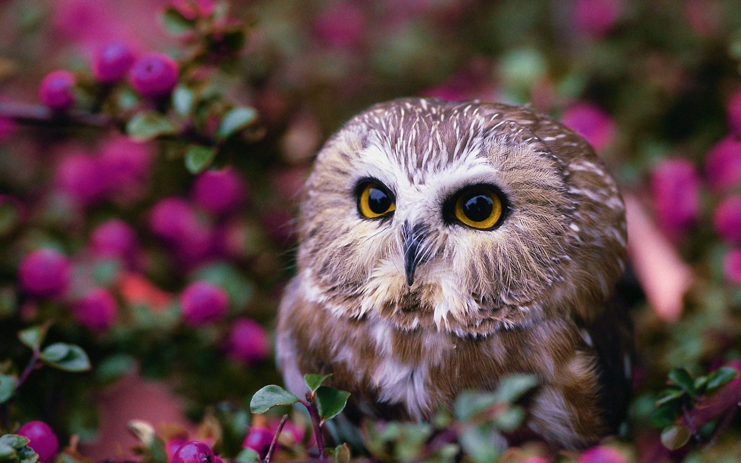 Related Wallpapers from Snowy Owl. Lovely owl eyes
