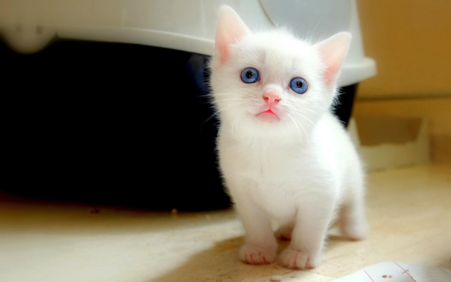 Beautiful & Cute White Cats Wallpapers HD Pictures