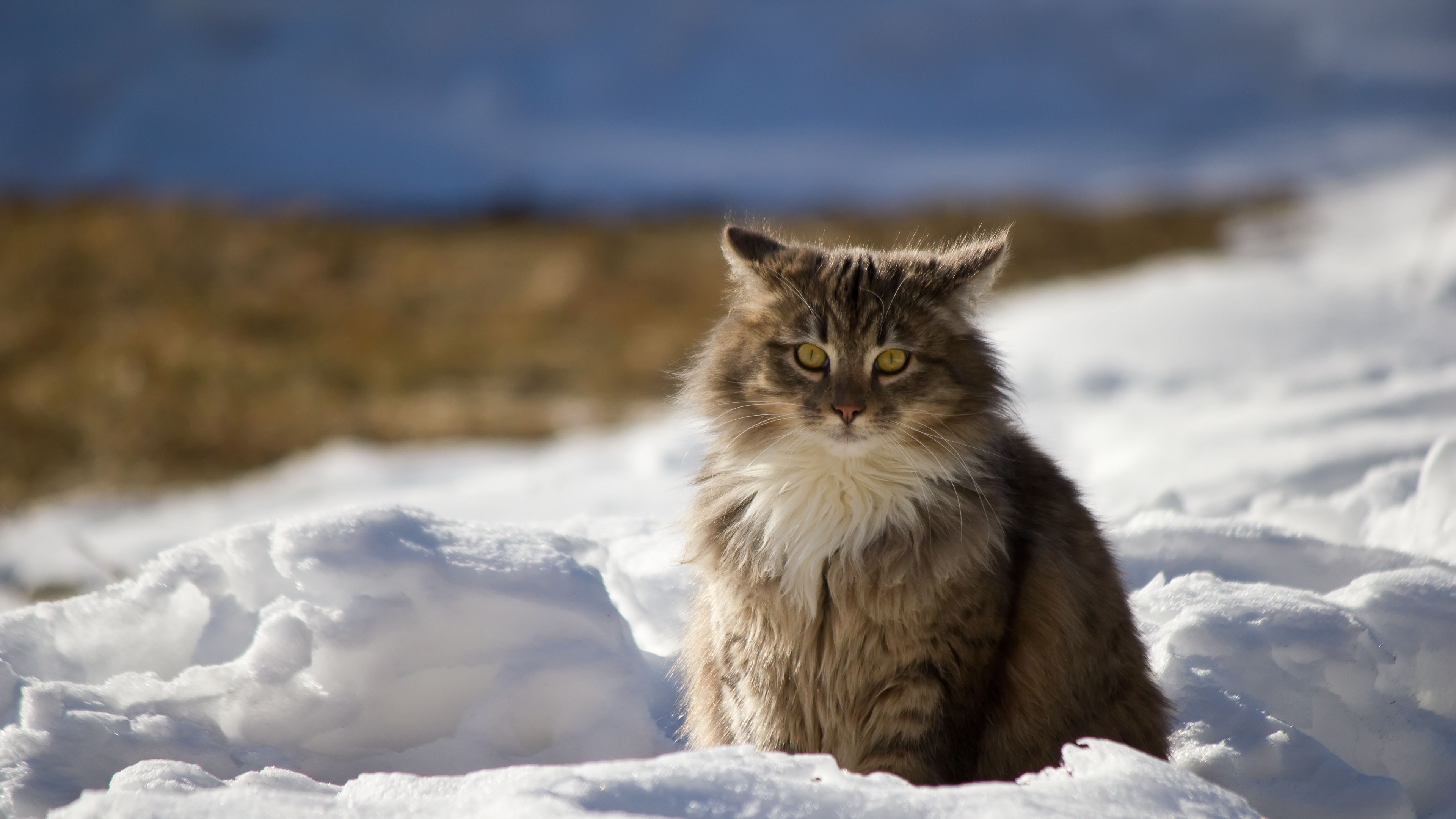 Preview wallpaper cat, winter, fluffy, snow 3840×2160