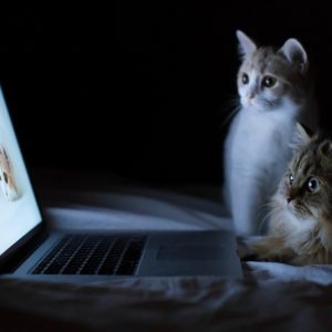 HD Cat