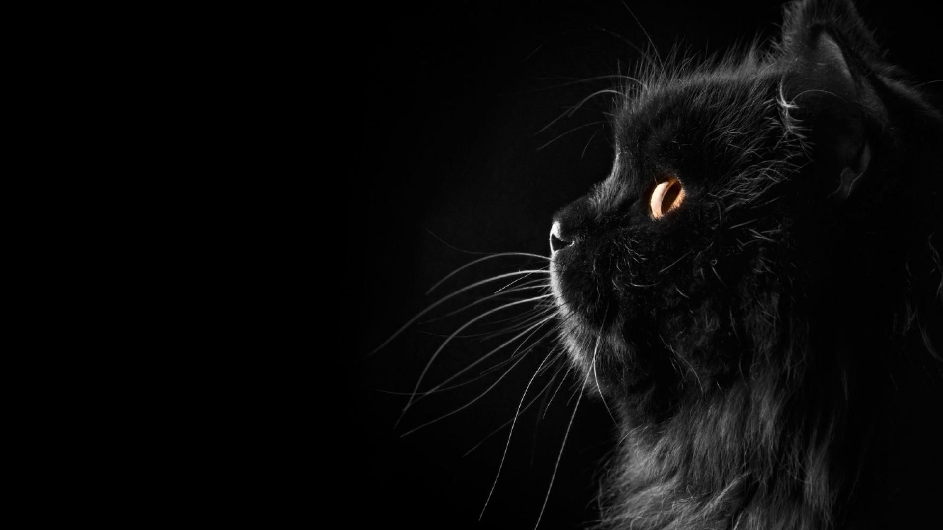 Bạn có yêu thích mèo đen không? Nếu có, đây là hình ảnh tuyệt vời dành cho bạn! Khám phá thế giới yêu thú thông qua loài mèo quyến rũ với bộ lông đen như ngựa đen cùng đôi mắt tinh nghịch.