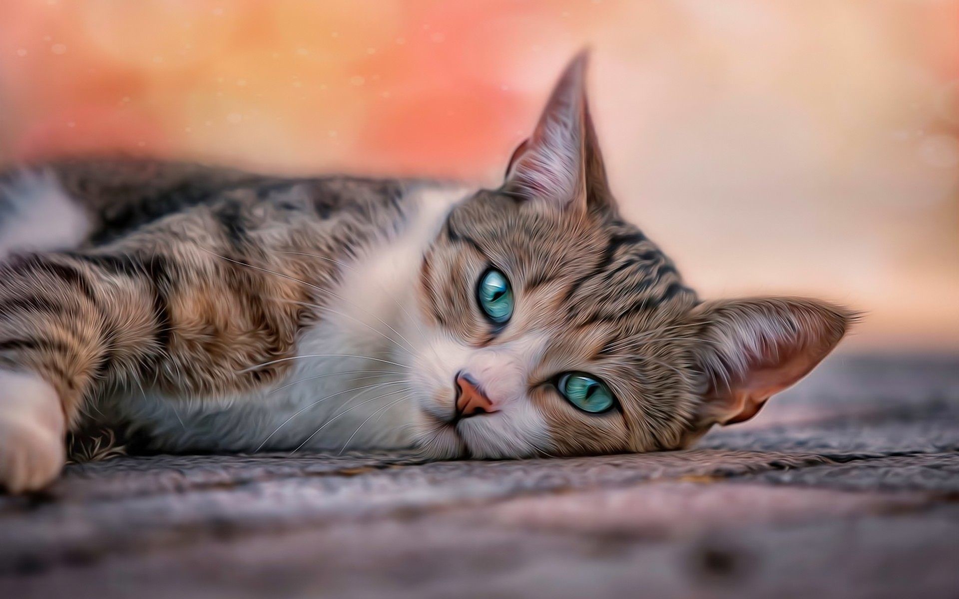 Blue Eyes Cat Wallpapers HD For Desktop