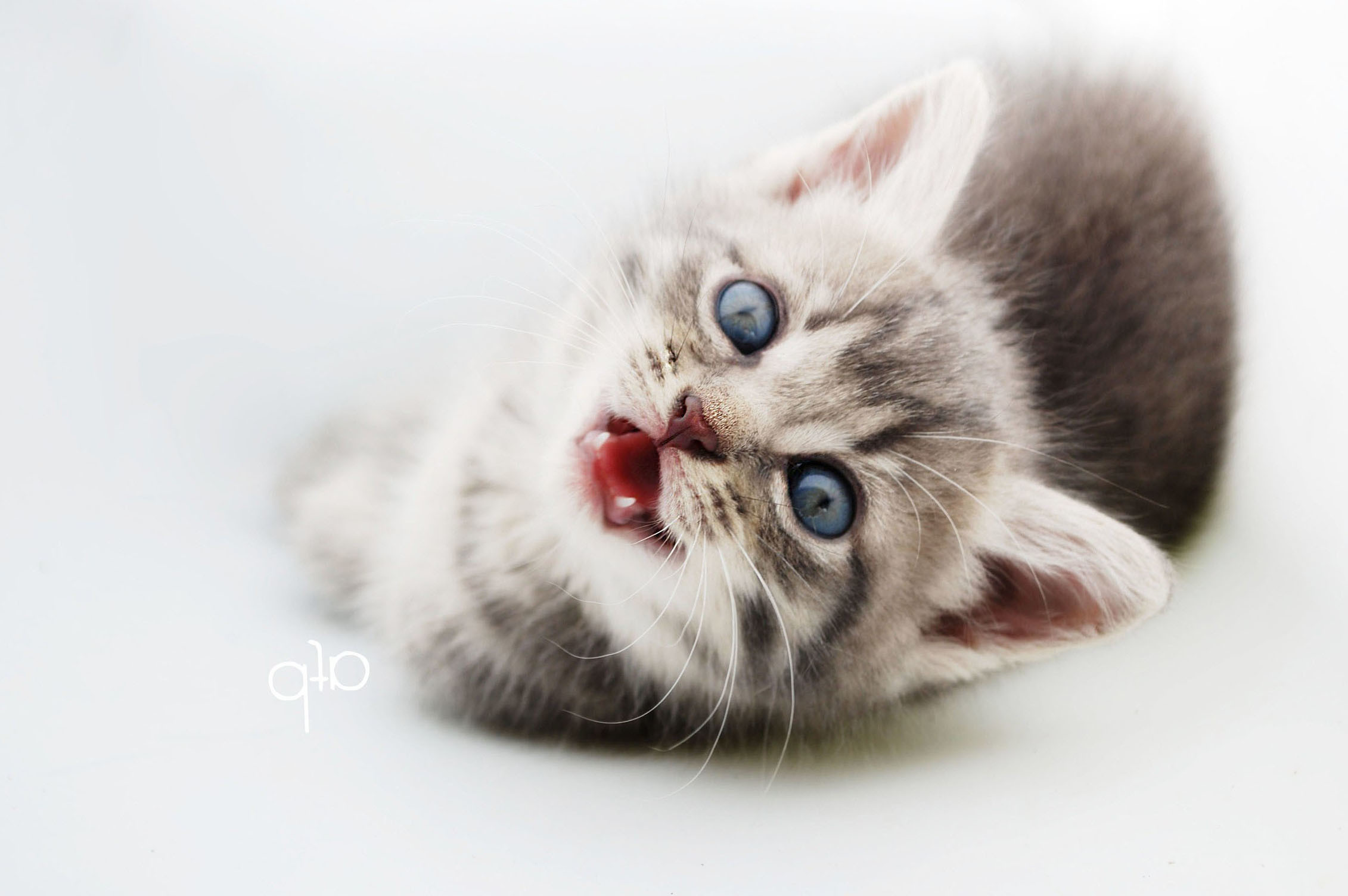 Cat Wallpapers, Hd Cat Images, Animal Photos, Cat Eye, Cute Cats,