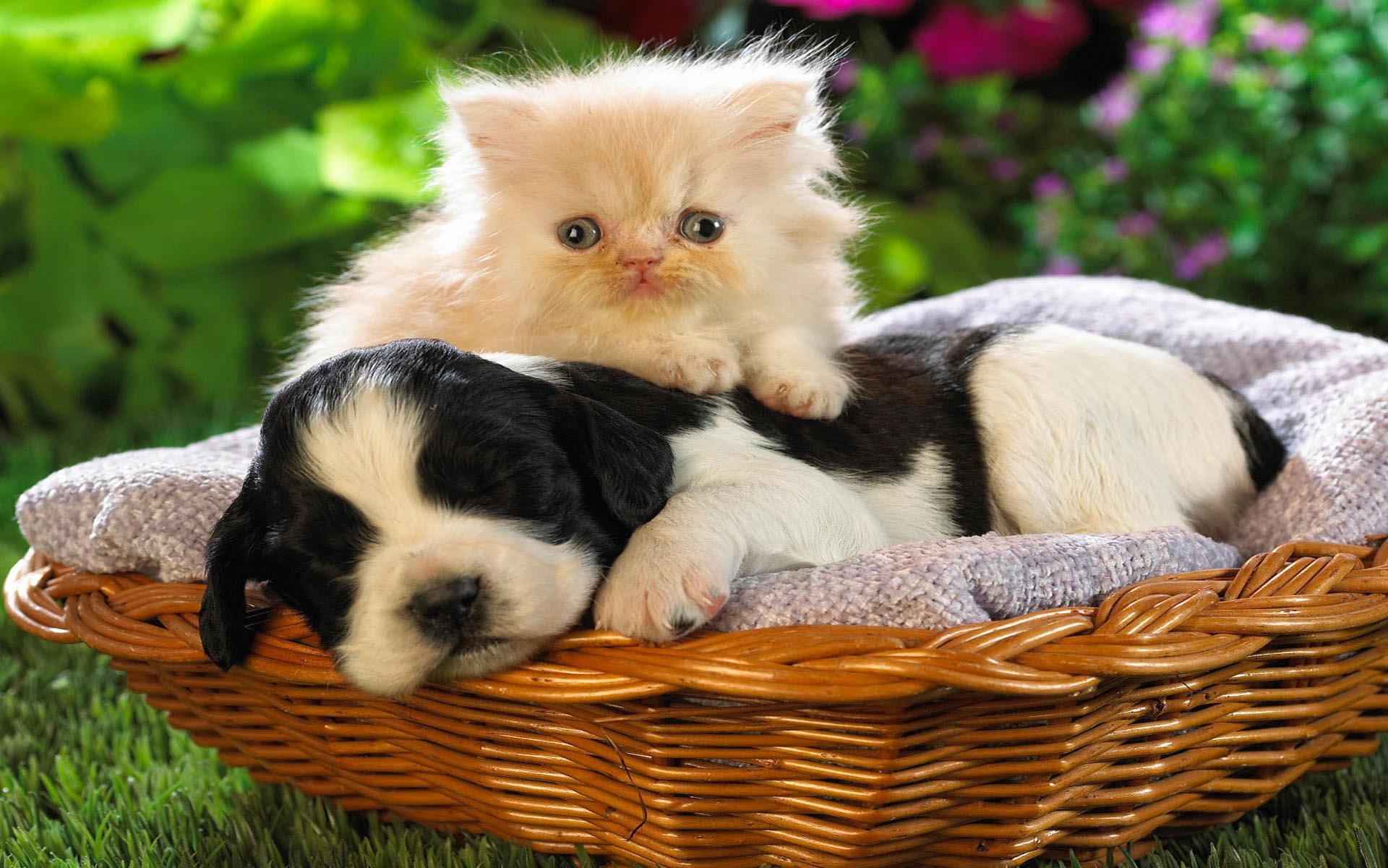 Animal cat with dog wallpaper free funny