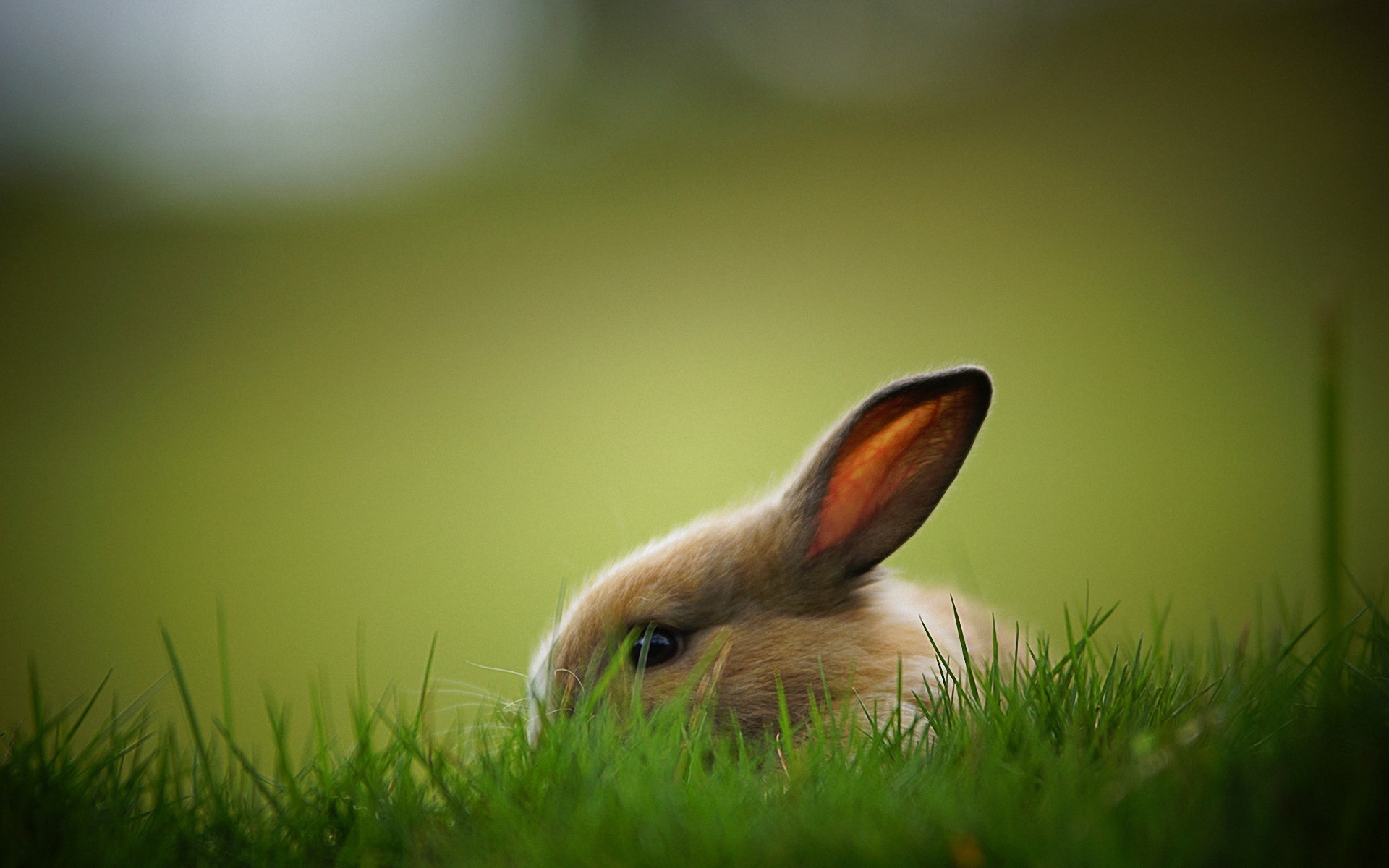 Wallpapers Animals Rabbit Wallpaper