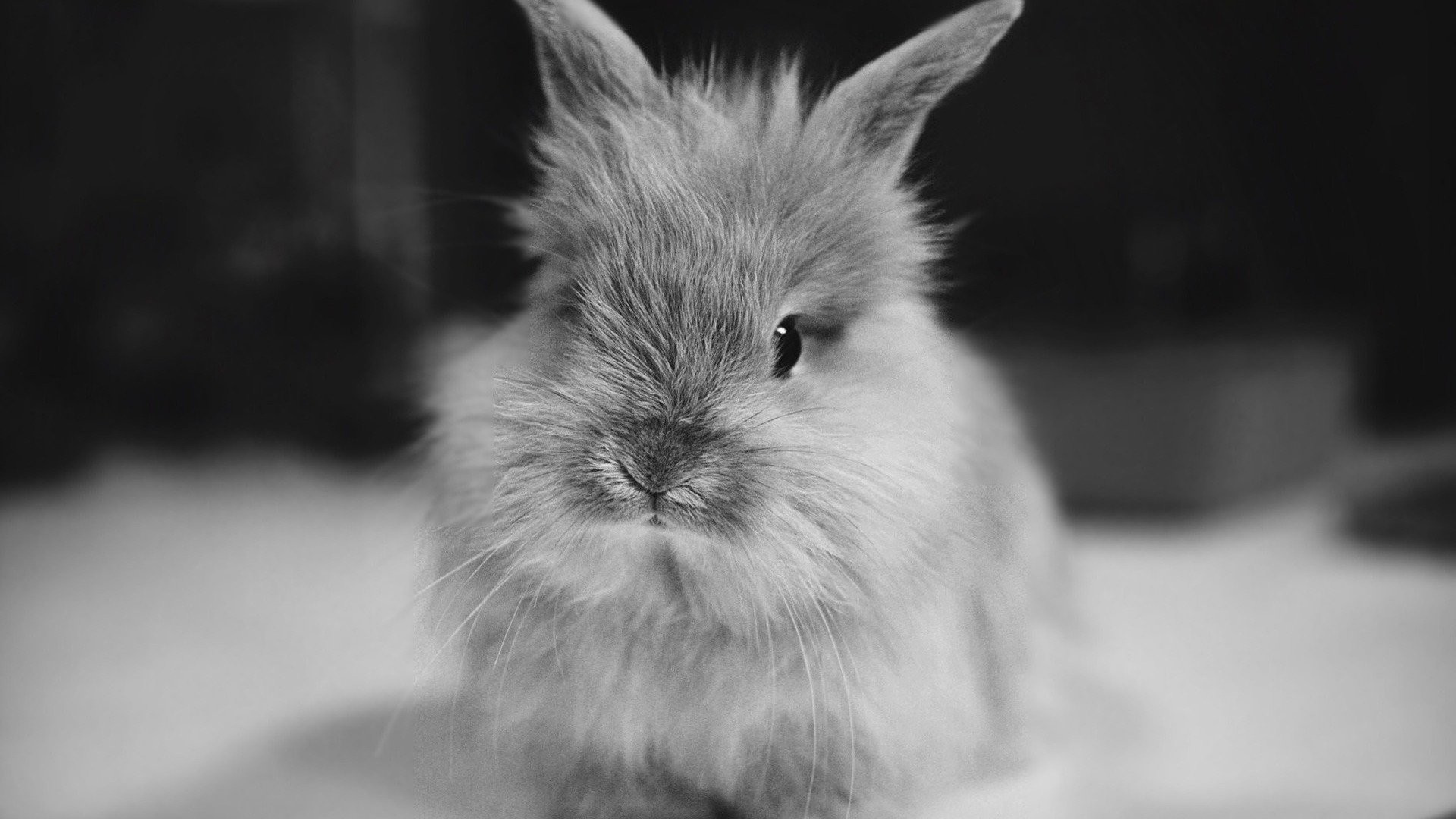 Black And White Bunny
