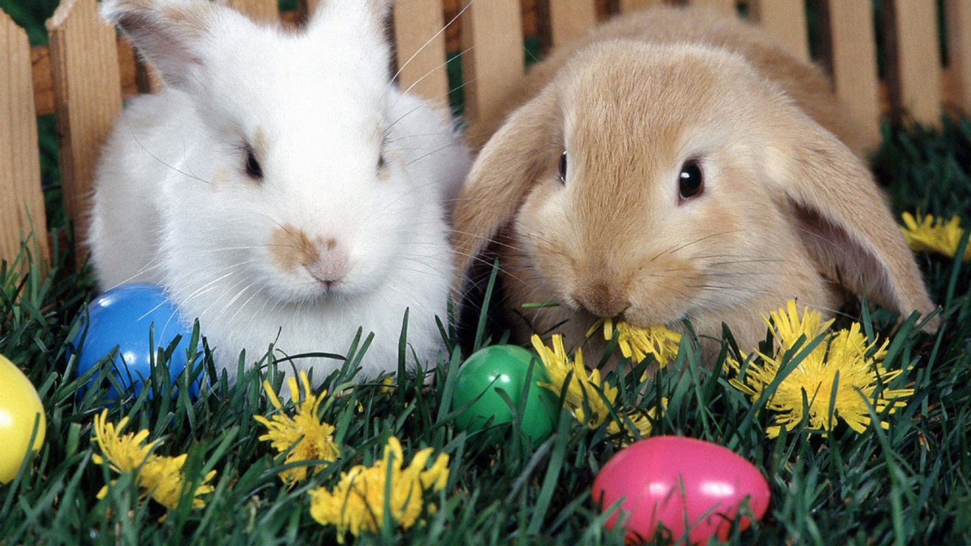 Easter bunny images