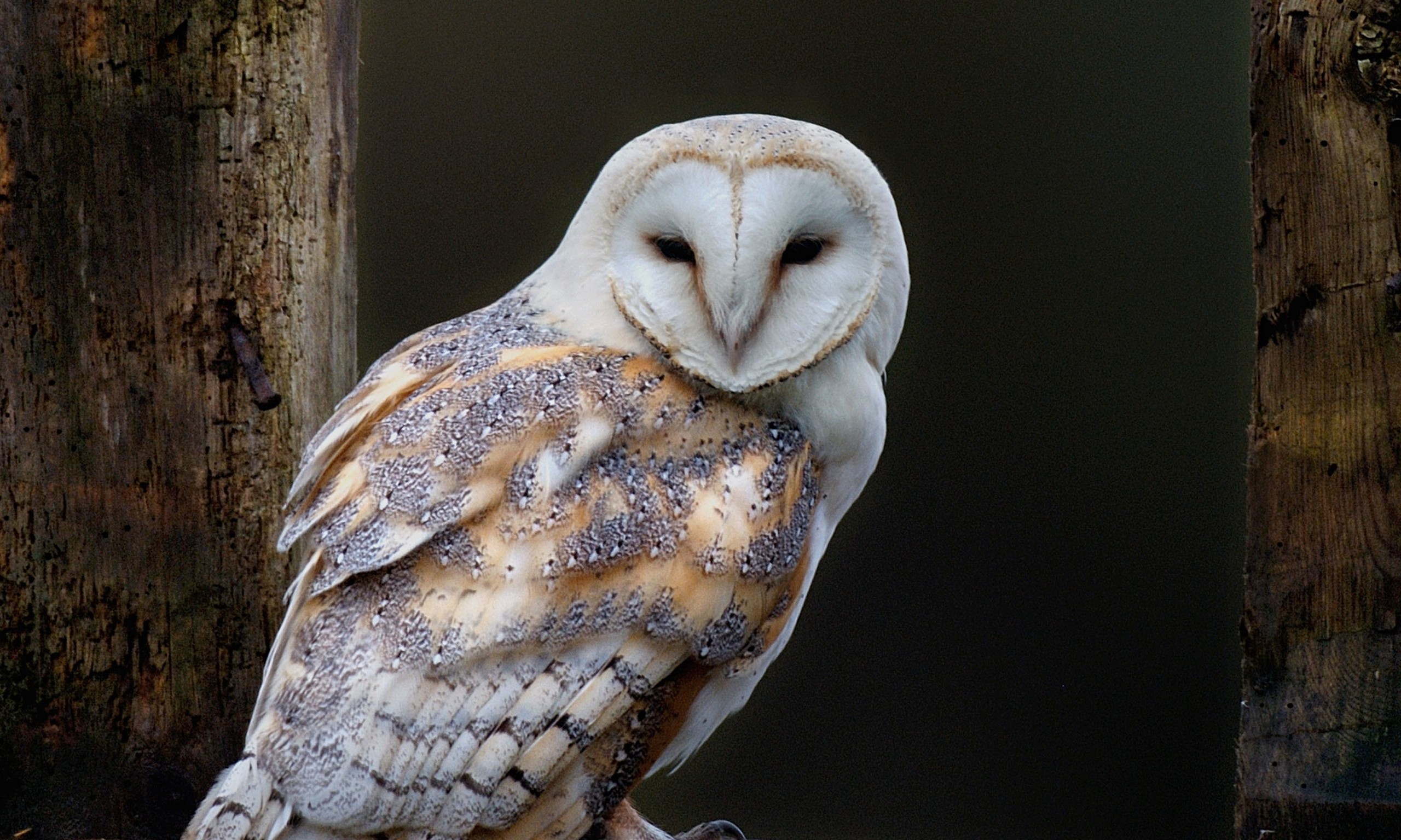 Barn Owl Wallpaper