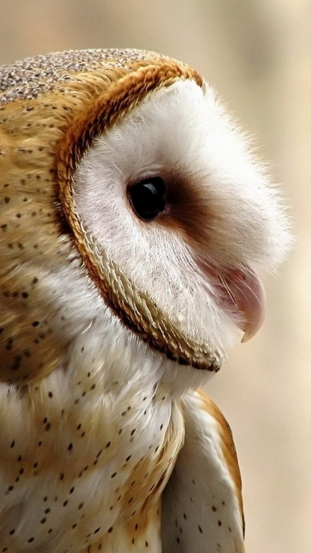Beautiful Barn Owl close up