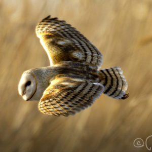 Barn Owl