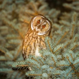 Barn Owl