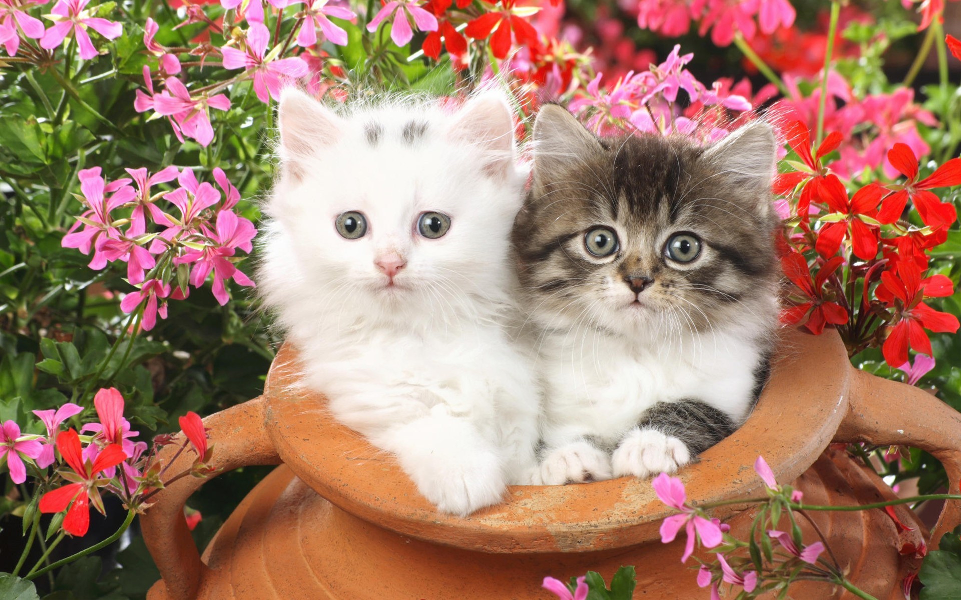 Cute Cats and Kittens