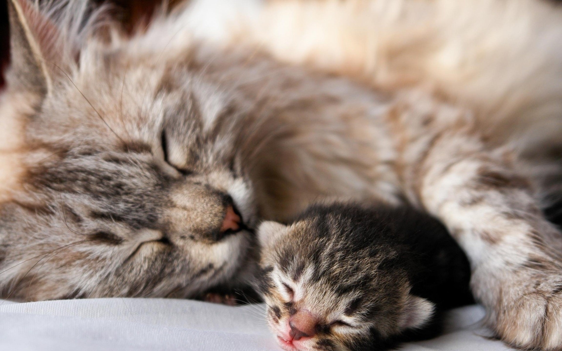 Wallpaper cat, kitten, sleep, couple, affection, baby