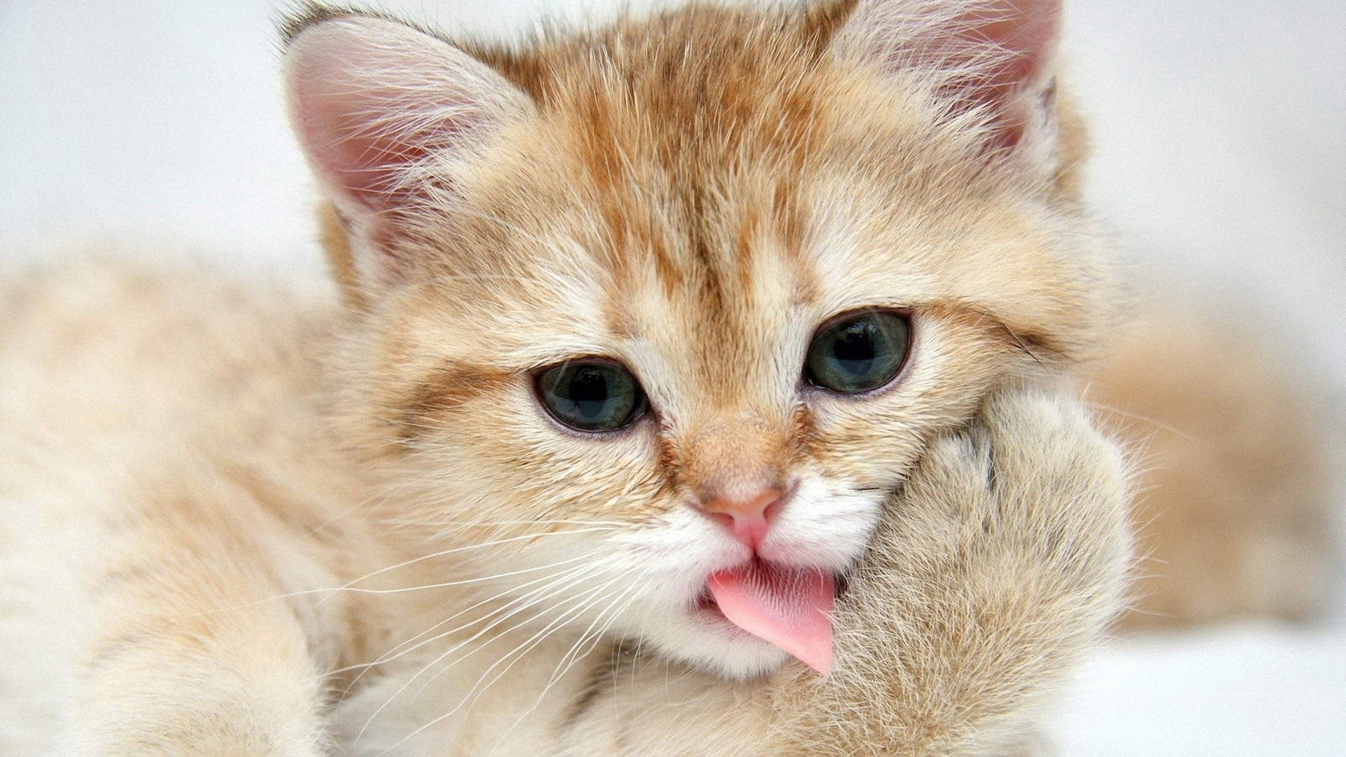 Cute Kittens Quotes