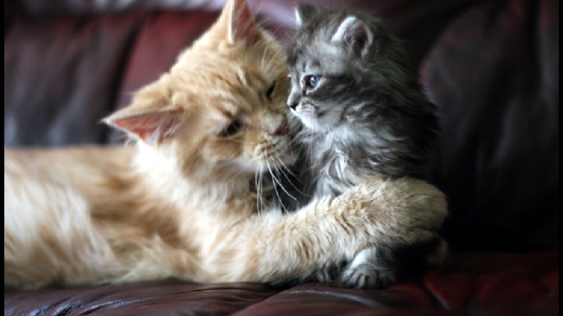 Beautiful Cat and kitten cats free hd wallpapers