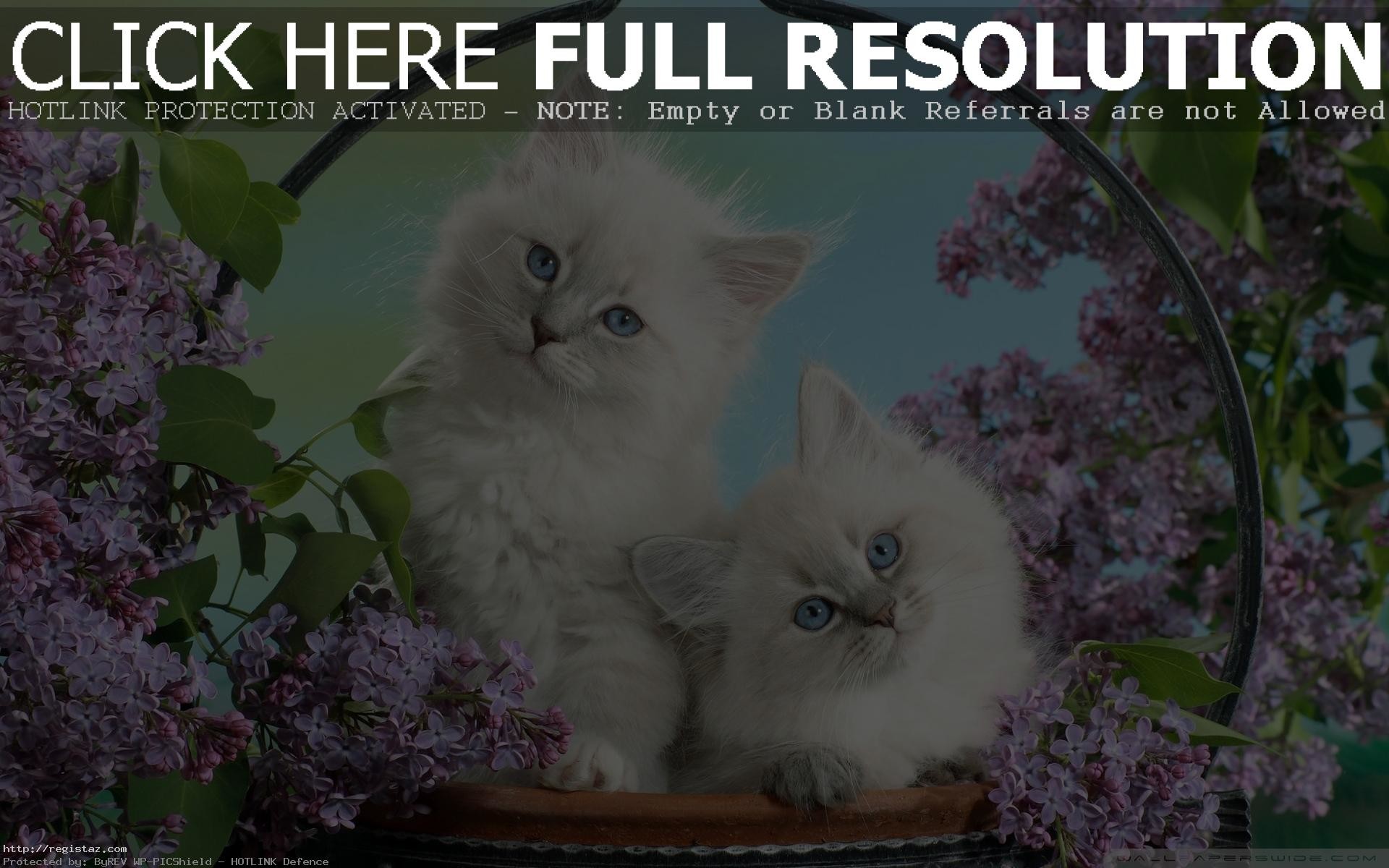 Persian kittens wallpaper white cat