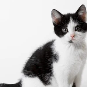 Wallpaper Cats and Kittens