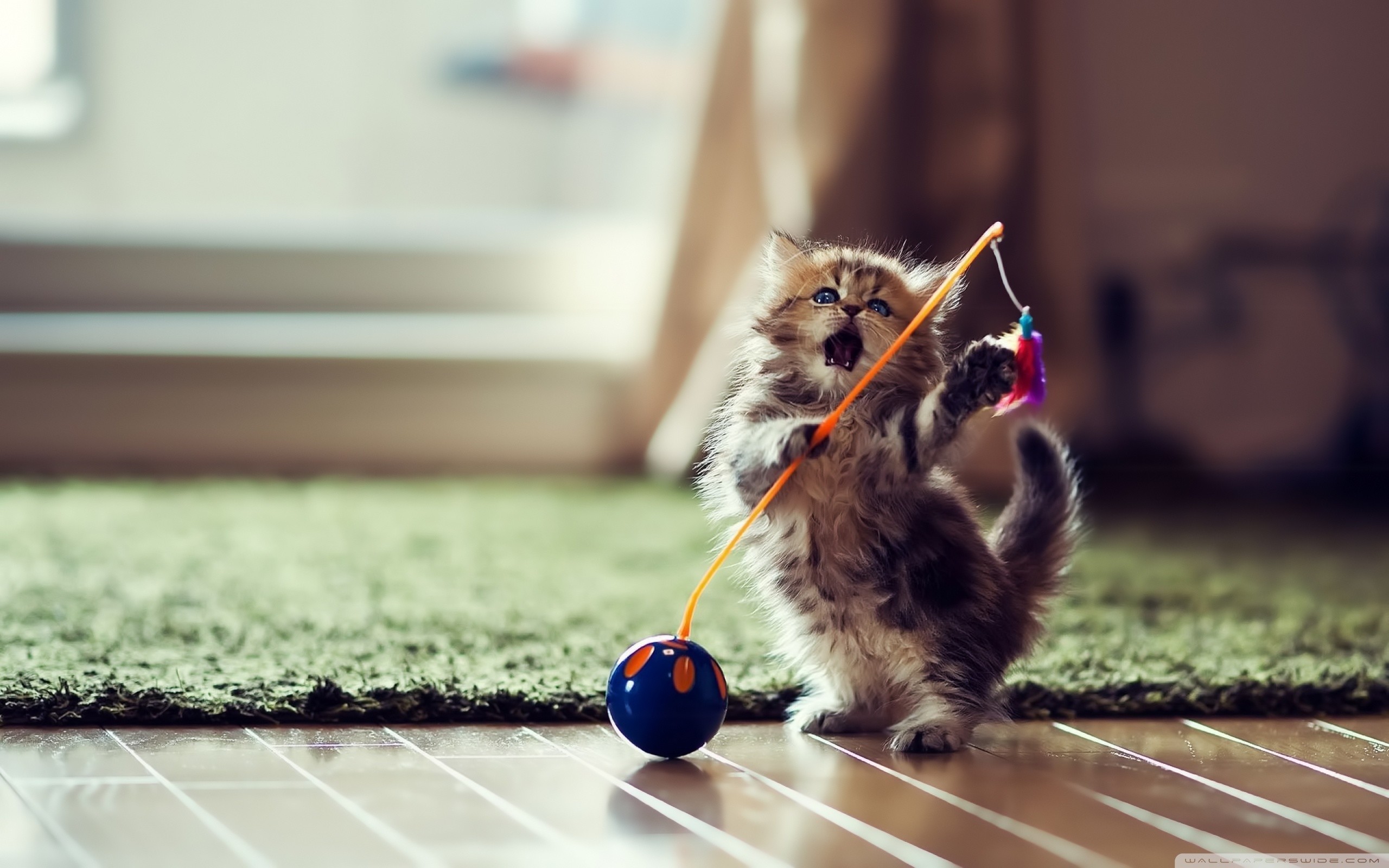 Kitten  Cute Cat Wallpaper HD for Android  Download  Cafe Bazaar